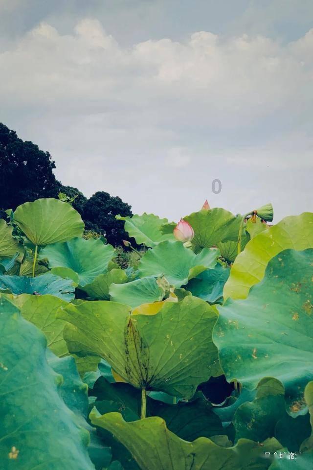 公主间的比拼